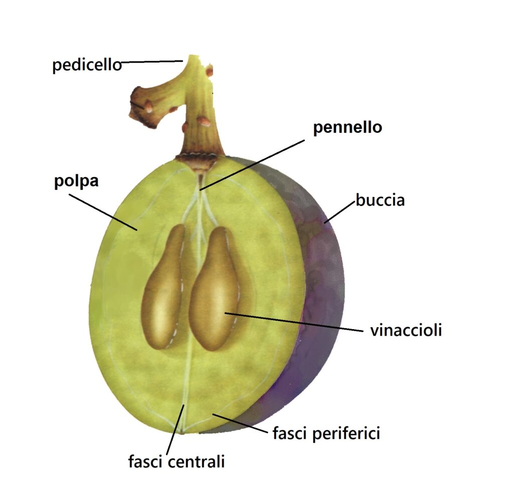 uva acino