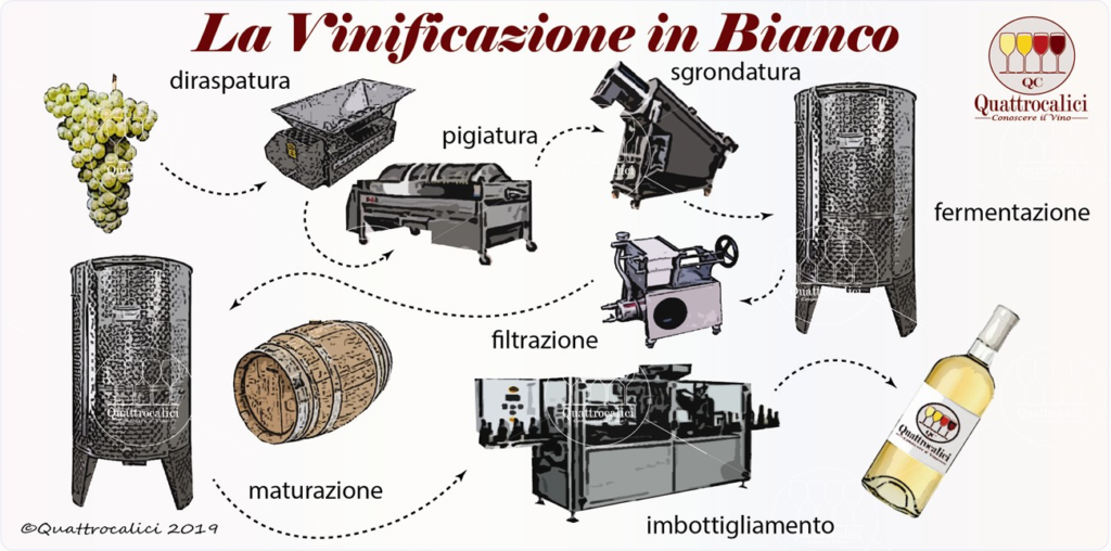 vinificazione bianco