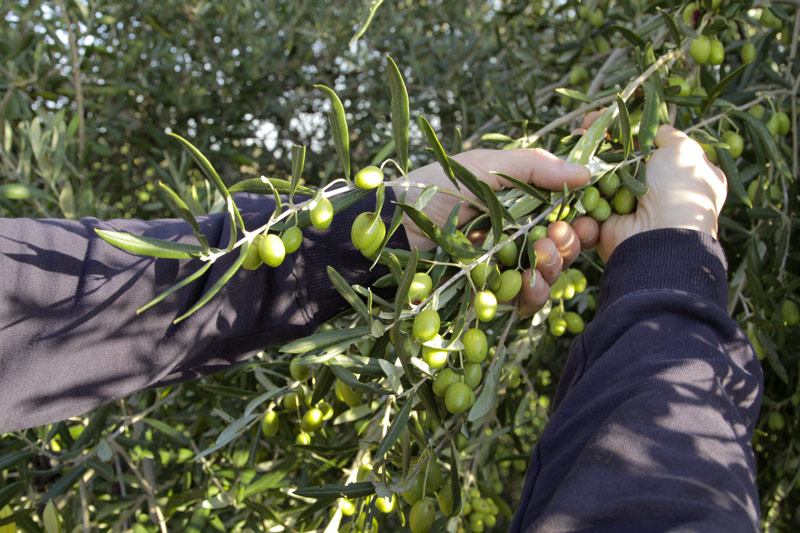 olio raccolta